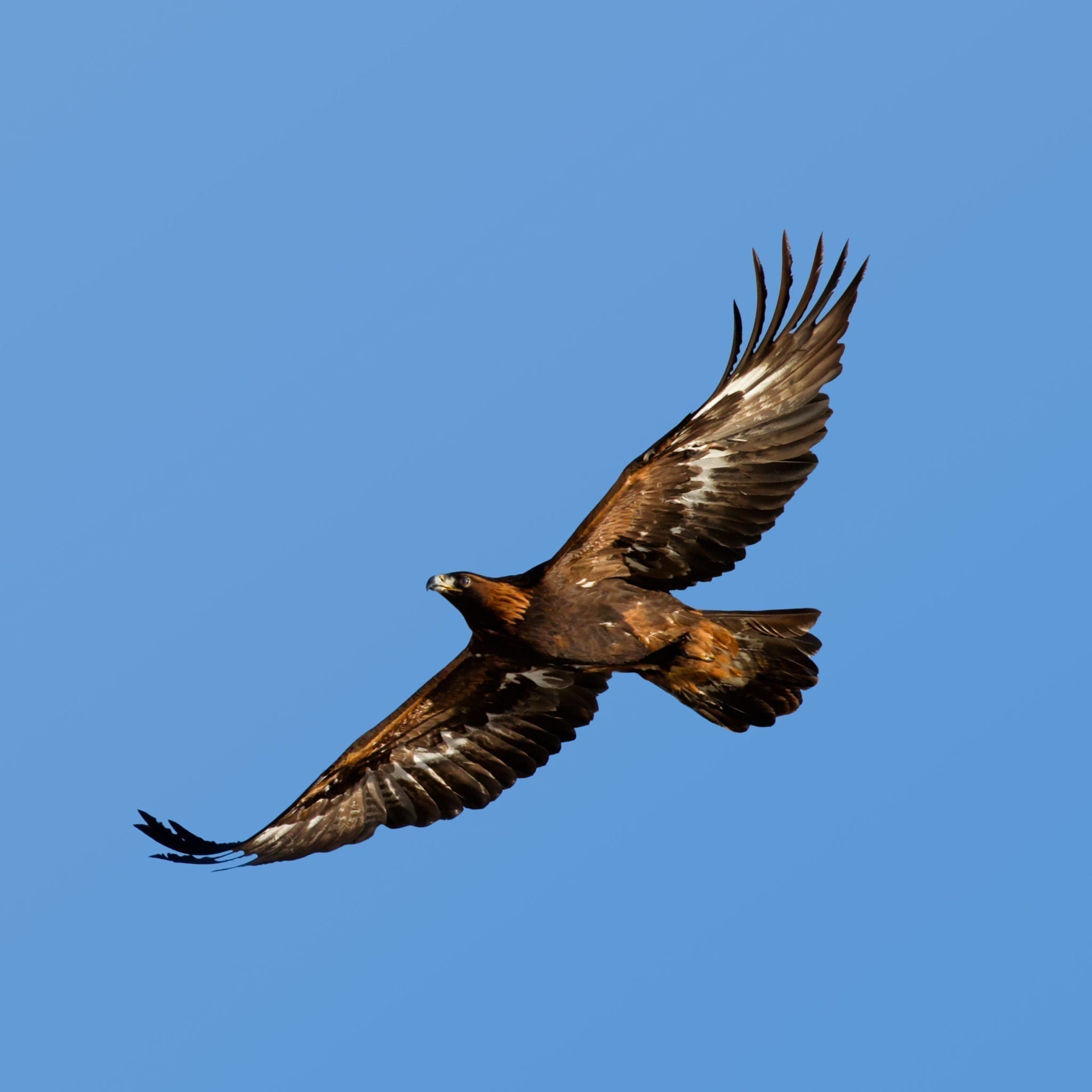 Adler, Steinadler